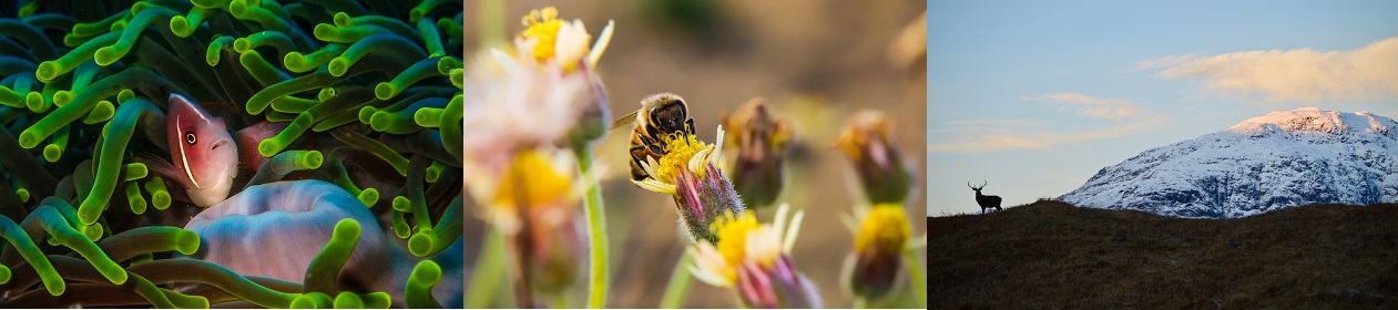 Coral reef - pollination- upland Scotland