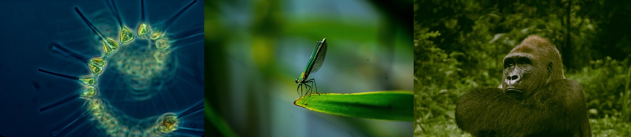 Life - from phytoplankton - the foundation of the Ocean's food chain to the great apes - the homonids