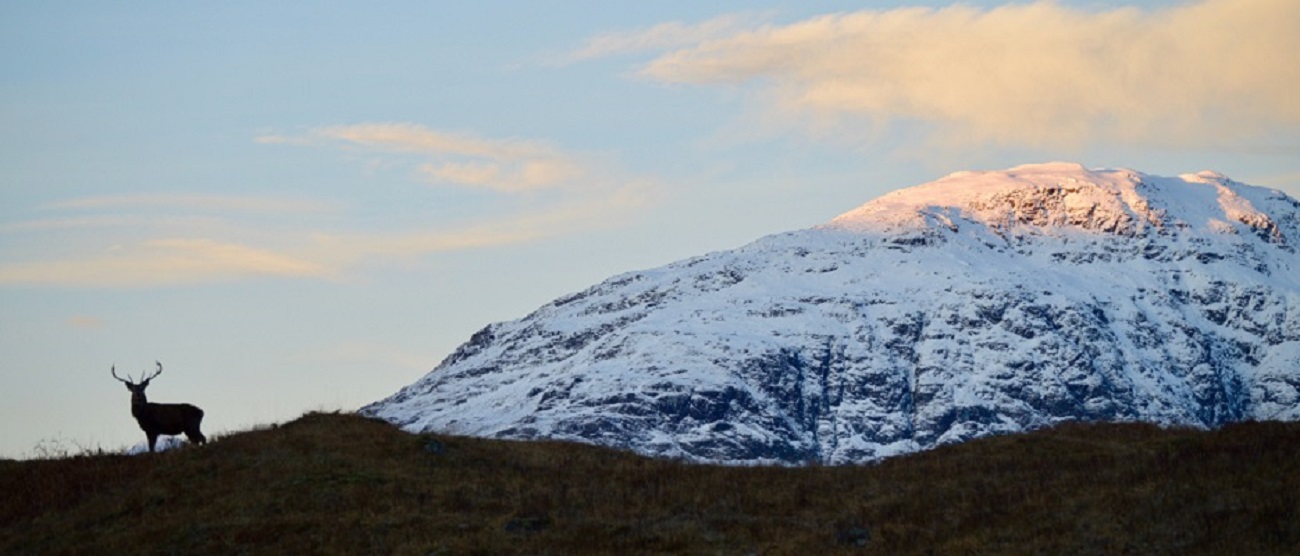 Red deer Glencoe